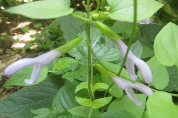 となりのにわ セージ サルビア