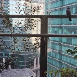 『イソヒヨドリ』の画像