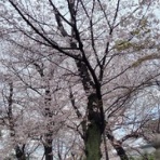 マホッチＤＯＮＤＯＮ｢唸れマホロバスター!!｣