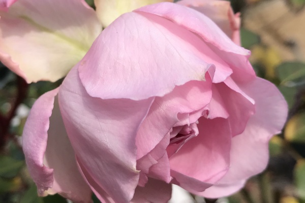 きよひめの気ままにロザリアン クロードモネ