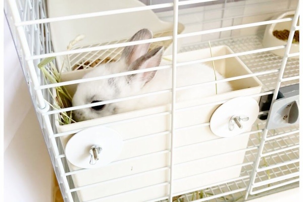 花暮し Hanagurashi うさぎのいる生活