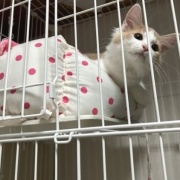 手作り猫ベッドがなかなか完成しない理由