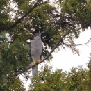隣町のオオタカ