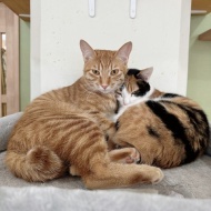 残り数回・猫式ヨガ募集