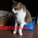 前脚
