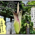 腐臭放つ世界最大の花が咲いたというので（前）