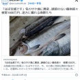 【北海道】「ほぼ全滅です」旬のサケ漁に異変…頭部のない個体続々　被害1000万円…途方に暮れる漁師たち　🦭