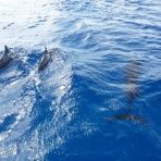 サイパンから思うこと・・ONE OCEAN