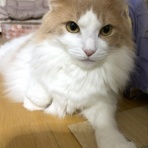 猫だらけ