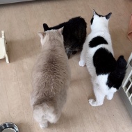 カイちゃんのこと