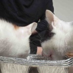 ねこかます