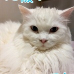 cat cafe Prince