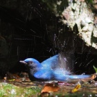 『投稿：BORG89EDによる野鳥５態／オオルリ・キビタキ【追記】　2021/09/26』の画像