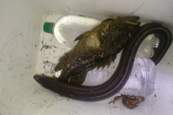 ダメオヤジ釣り日記かもねー うふふ アナゴ ダメオヤジ釣り日記かもねー うふふ アナゴ