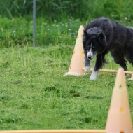 【犬のいる幸せ】年齢を重ねて漂う渋さかな？余裕のあるかっこよさ？みたいな！