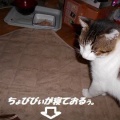 猫に小判を与えたら。 埋蔵金：千九百拾弐両　そしてぇ・・・またぁ・・・。