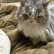 医療講演会に参加して猫と自分の病気予防について考える