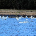 塩原温泉　彩つむぎ　女将の独り言