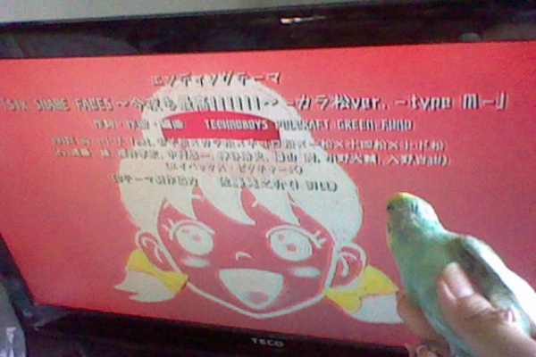 柚子蘭譚公式blog鸚哥鸚鵡の秘密基地 インコとアニメ画像背景