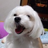 ȵ