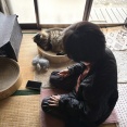 【猫写真】私が撮るとイカ耳になるマロちゃん