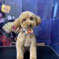 トリミングのお客様(17・18日)part2