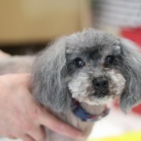 『【里親募集中】トイプードルのくー君』の画像