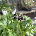 ACTIS FLOWER＆GARDEN GREEN　　プチ*フルール