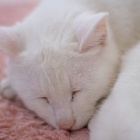 『「猫写力」に優れたKAMLAN50mmF1.1による愛猫　2021/04/16』の画像