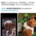ワンワンの事は忘れない😢