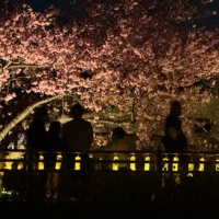 河津桜夜景