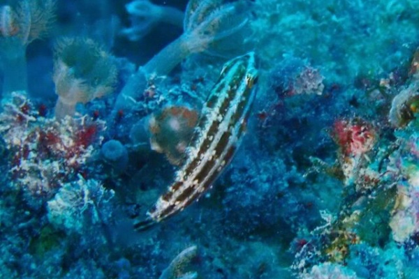 水が苦手な50男の海日記 魚類