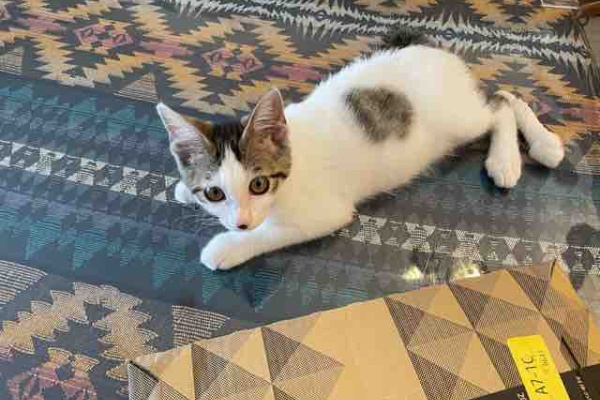 アラフォーお母さんのごきげんな日々 猫