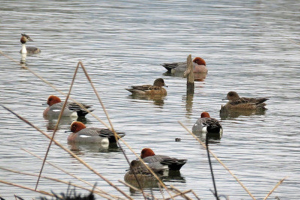 風を見る鳥 - 冬の水鳥