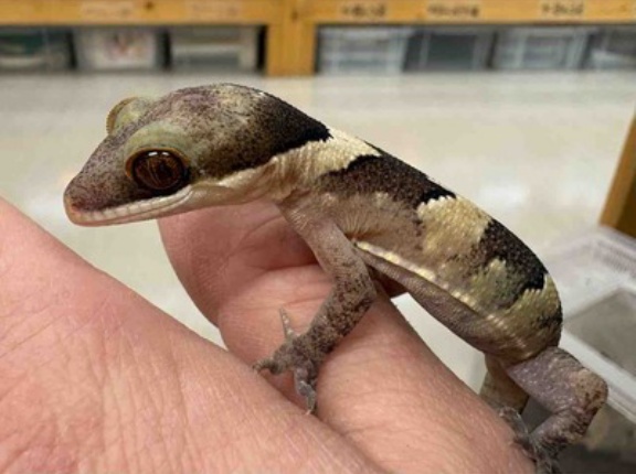 国内CBのホソユビにヒルヤモリなど～