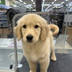 静岡県伊東市 ワンラブ カインズ伊東店 スタッフブログ