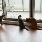 虫さんの季節と、ねこ
