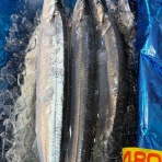 鮮魚・卸売・仕出し 丸庄