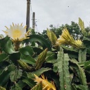⑩3790・2985 ドラゴンフルーツ、花盛りです。