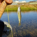 冬の釣り、オイカワ釣りにはまってます。