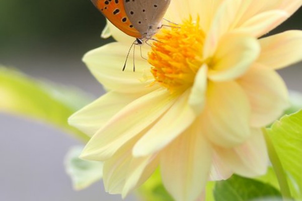 植物のある暮らし 黄色 オレンジ系の花
