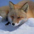 海外「日本で生まれて初めて野生の狐を見た！」日本で見かけた動物に対する海外の反応