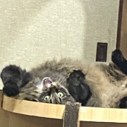 車のルームミラーに吊るされていたとんでもない物