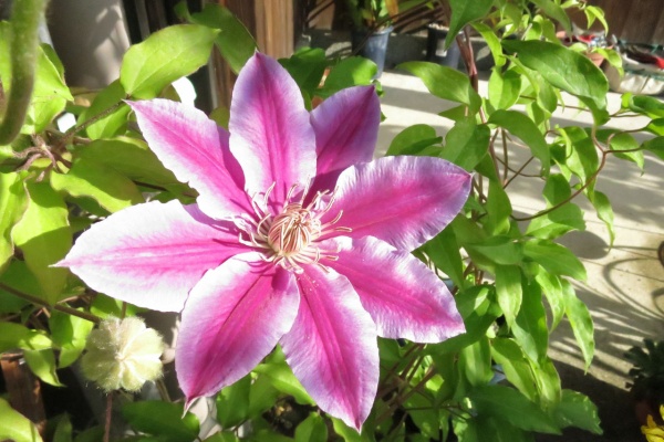 ミセスケイの薔薇コラム ドクターラッペル