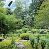 『旧三井家下鴨別邸 「桔梗映ゆ 夏至の煎茶会」』の画像
