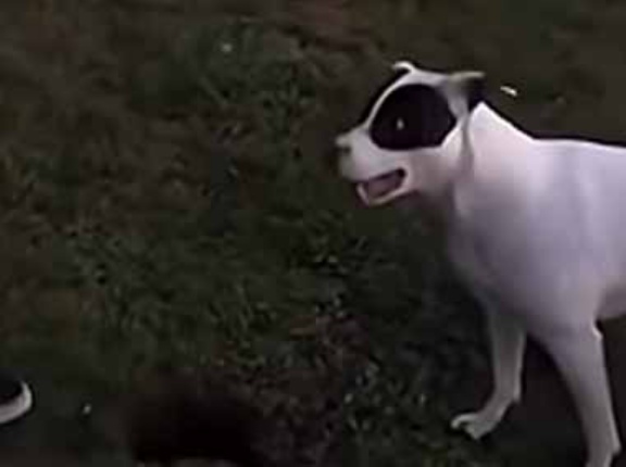 イヌは役に立っている？ お父さんが庭で穴を掘っていた → 手伝う犬はこうします…