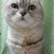 ユニークな猫の写真を集めてみました