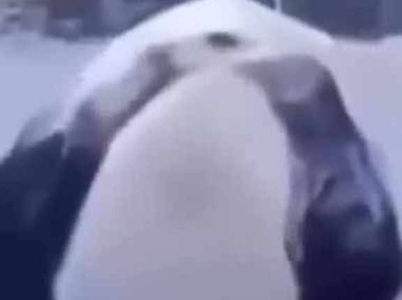 こう見えても「猛獣」の仲間です。ごろんごろ～ん♪ → 雪の日にパンダはこうなります…