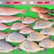 2025年11月16日　釣果