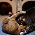 ねことアパートと1人暮らし～とらやんとおらと～